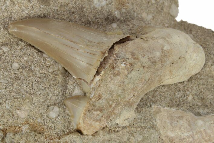 Otodus Shark Tooth Fossil in Rock - Eocene #230898